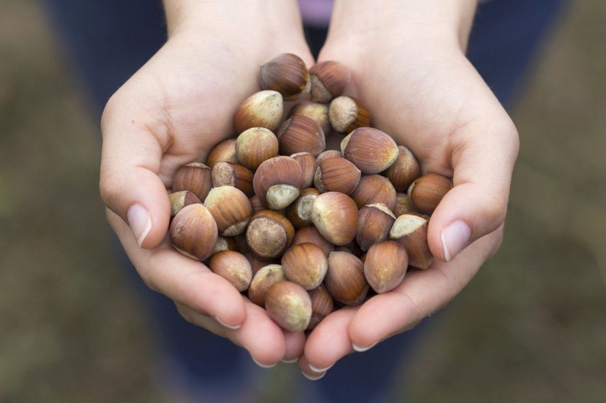 Ferrero Fındık'tan Türkiye'ye 150 Milyon TL Yatırım