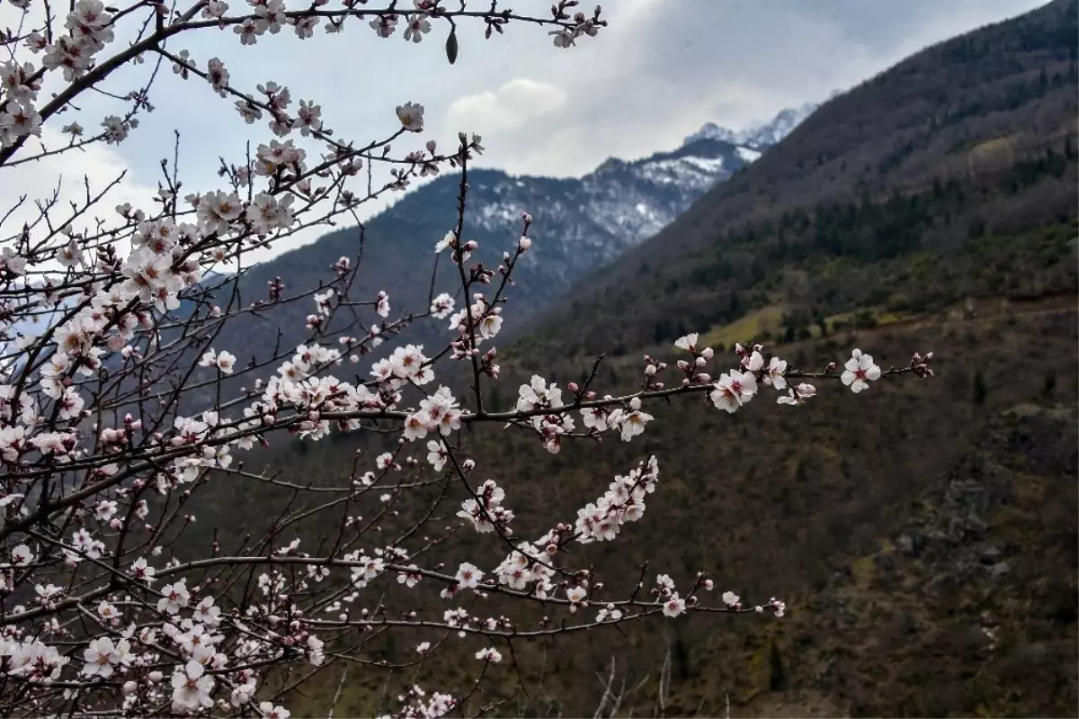 Gümüşhane'de Badem Ağaçları Çiçek Açtı