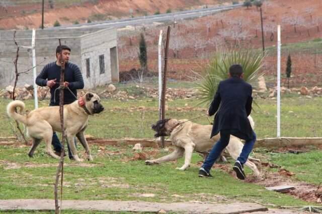 'Kurtboğan' Cinsi Çoban Köpekleri, Otomobil Fiyatına Satılıyor