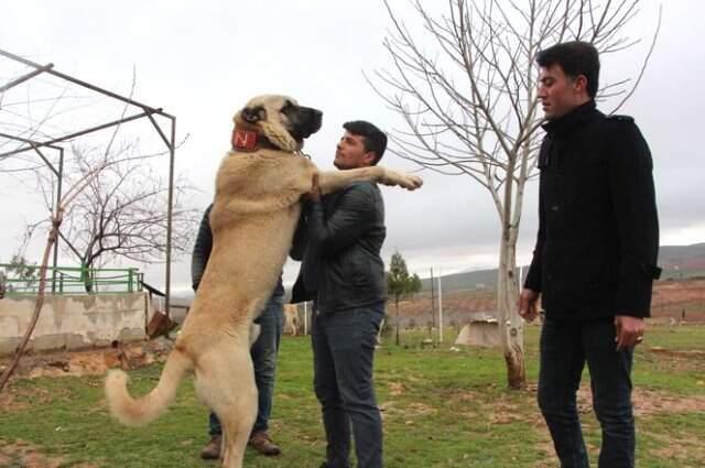 'Kurtboğan' Cinsi Çoban Köpekleri, Otomobil Fiyatına Satılıyor