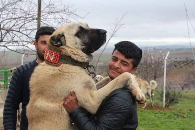 'Kurtboğan' Cinsi Çoban Köpekleri, Otomobil Fiyatına Satılıyor