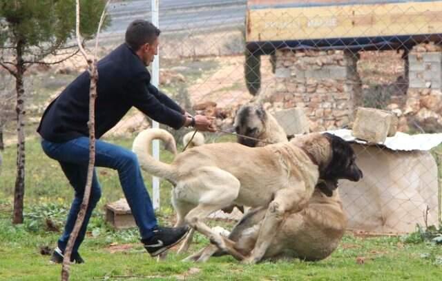 'Kurtboğan' Cinsi Çoban Köpekleri, Otomobil Fiyatına Satılıyor