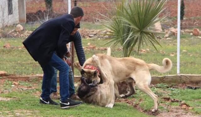 'Kurtboğan' Cinsi Çoban Köpekleri, Otomobil Fiyatına Satılıyor