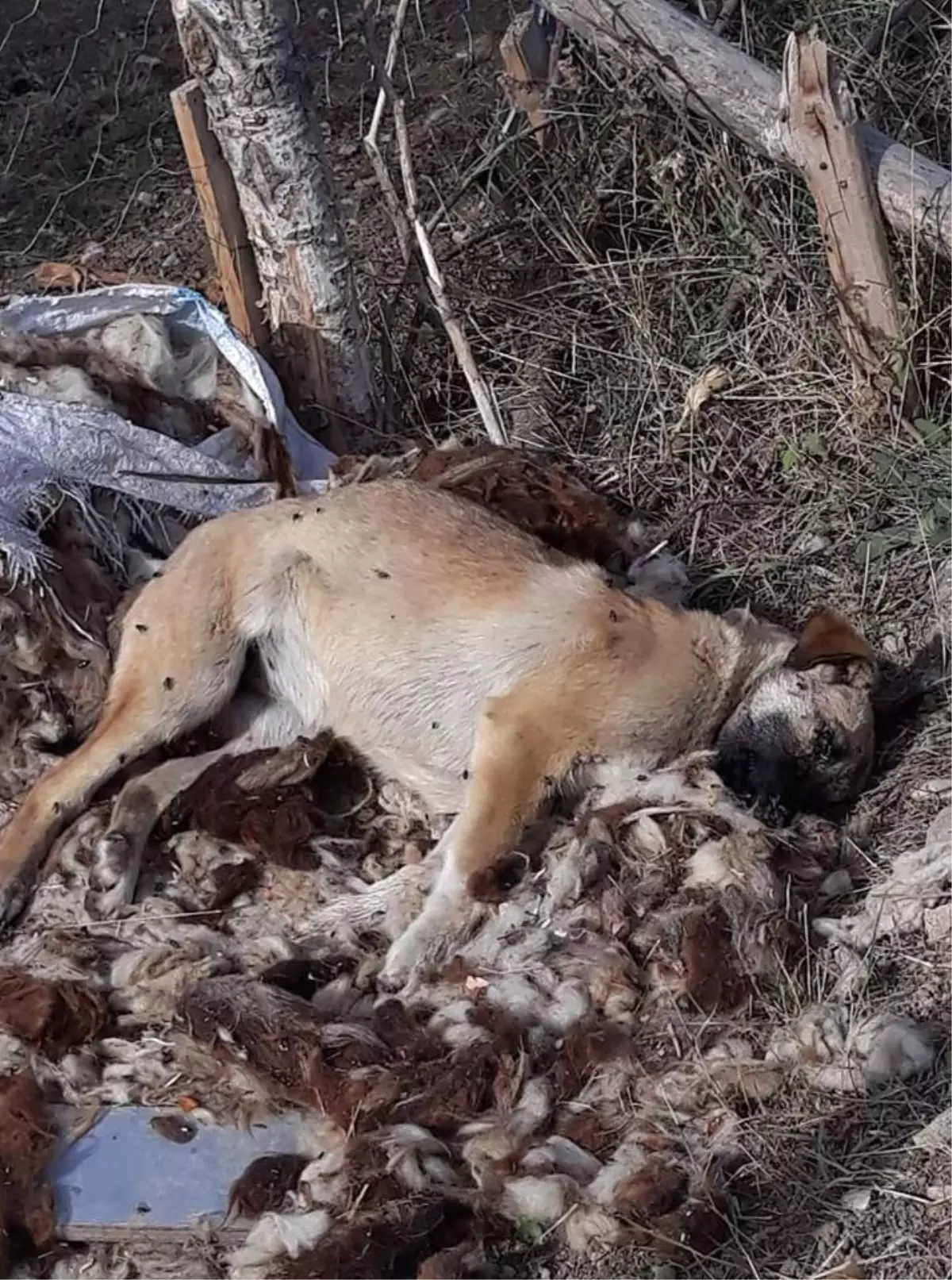 Çitli Köyü Karantinaya Alındı Haberler