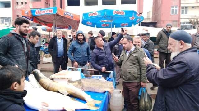 Dev Turna Balığını Gören Vatandaşlar Fotoğraf Çektirmek İçin Birbiriyle Yarıştı