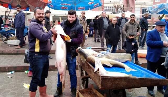 Dev Turna Balığını Gören Vatandaşlar Fotoğraf Çektirmek İçin Birbiriyle Yarıştı