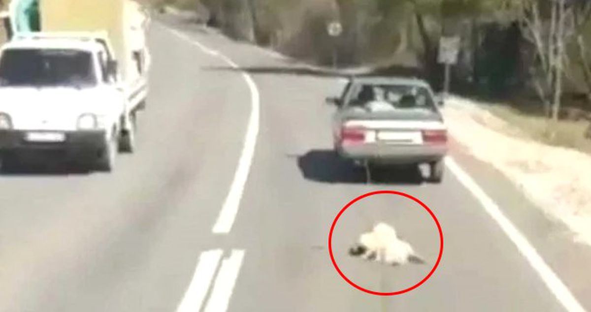 Köpeği Otomobilin Arkasına Bağlayıp Kilometrelerce Sürüklediler