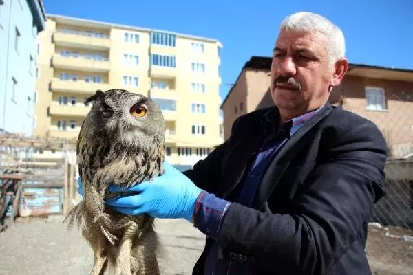 Bitkin Puhu Kuşunu 3 Gün Besleyip, Görevlilere Teslim Etti
