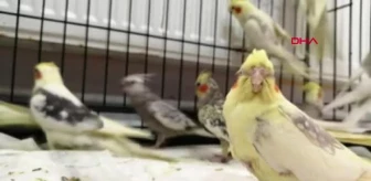 Edirne İlaçla Uyutup, Keselere Sıkıştırdığı Papağanlarla Sınır Kapısında Yakalandı