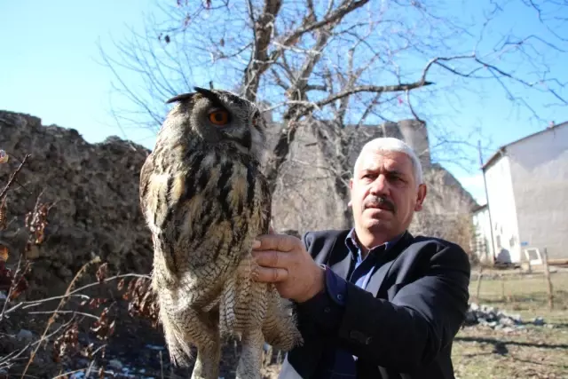 Yaralı Olarak Bulunan Puhu Kuşu Tedavi Altına Alındı