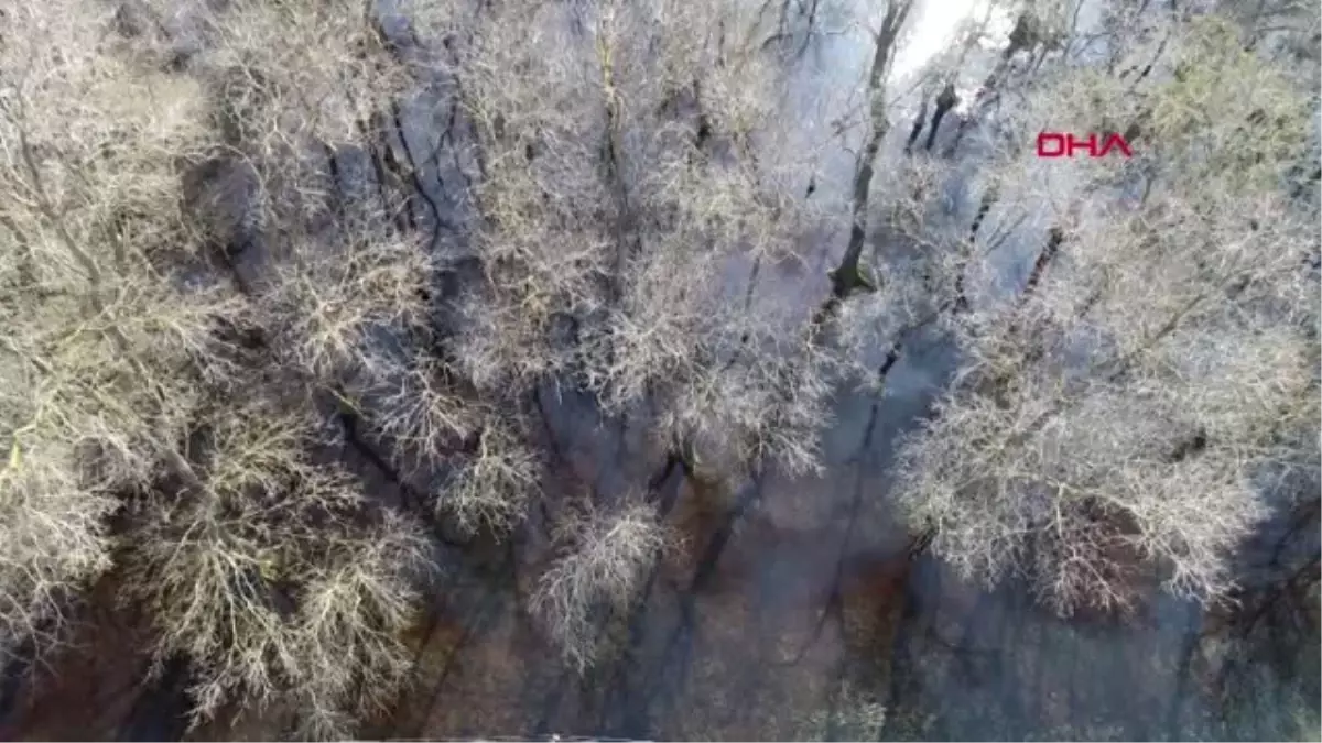 Samsun Galeriç Ormanları İlgi Çekiyor