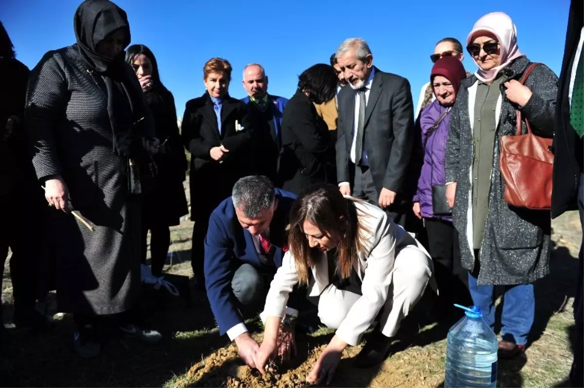 Amber Türkmen Kadınlar Günü'nde Kadınlarla Birlikte 100 Adet Çam Ağacı Dikti