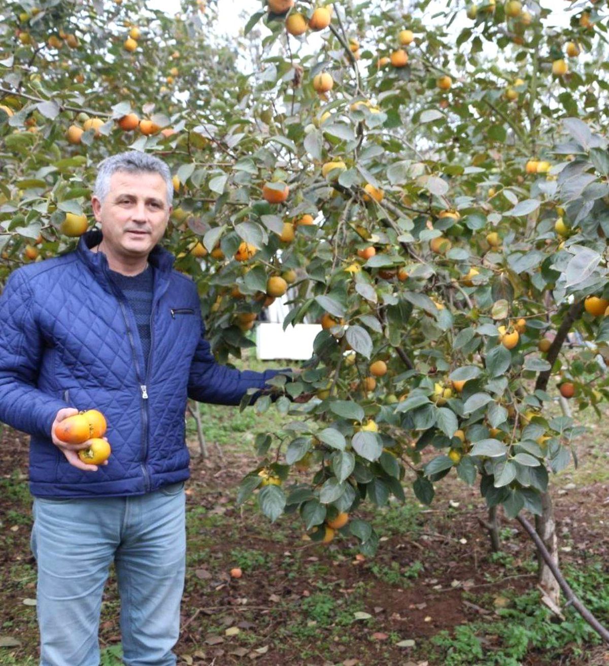 Trabzon, Adını Verdiği Hurmanın Üretiminde Sınıfta Kaldı