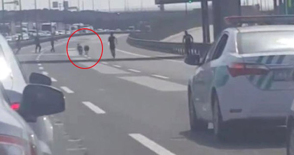 TEM'de Koyun Trafiği! Kovalamacaya Sürücüler de Katıldı