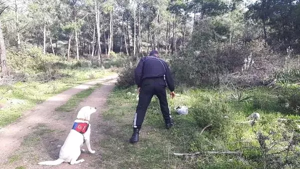 Datça'da Piknikte Kaybolan Kadını Arama Çalışmaları Sürüyor (2)