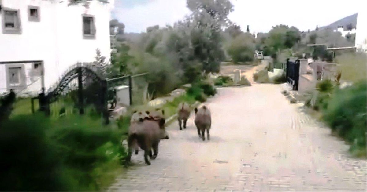 Bodrum'da Gündüz Vakti Sokağa İnen Domuz Sürüsü Görenleri Şaşkınlığa Uğrattı