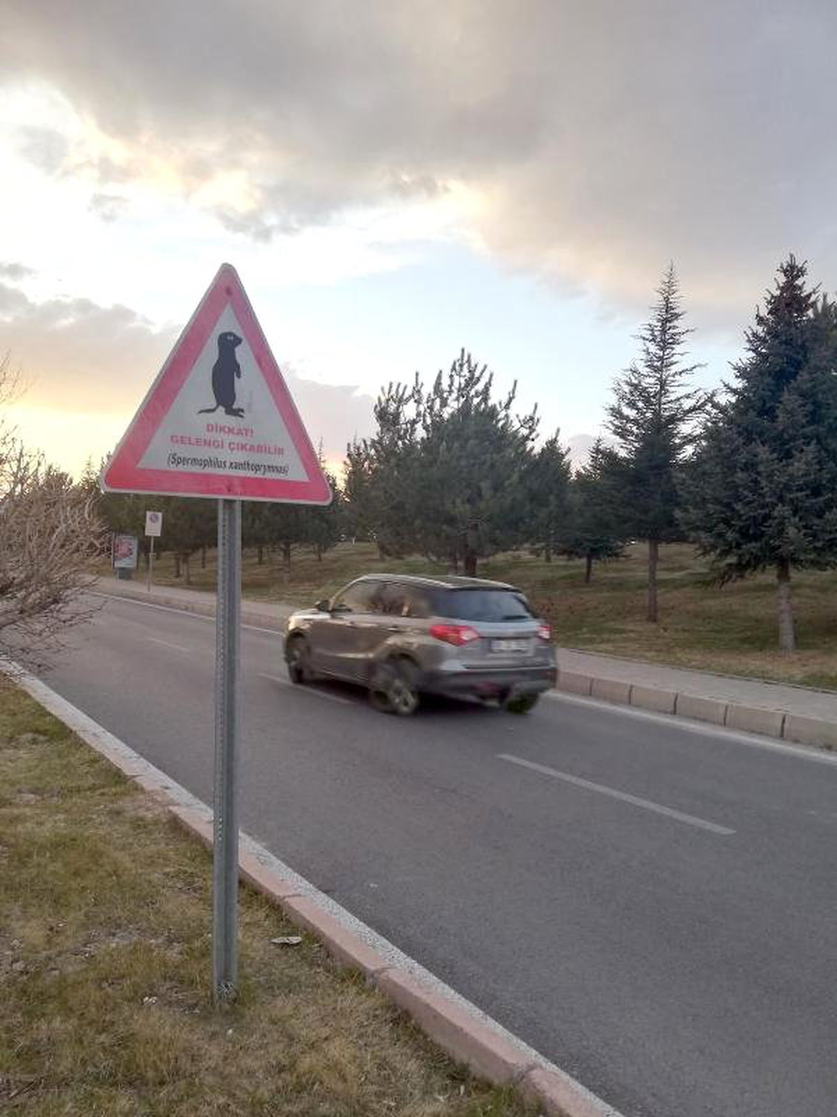 Gelengiler, Erciyes Üniversitesi Kampüsünde Kendini Gösterdi