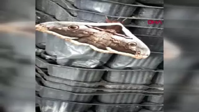 Aydın Tavus Kelebeği Görenleri Şaşırttı