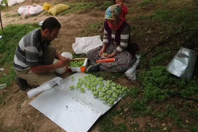 Eğitim Tanesi Dalında 10 Lira