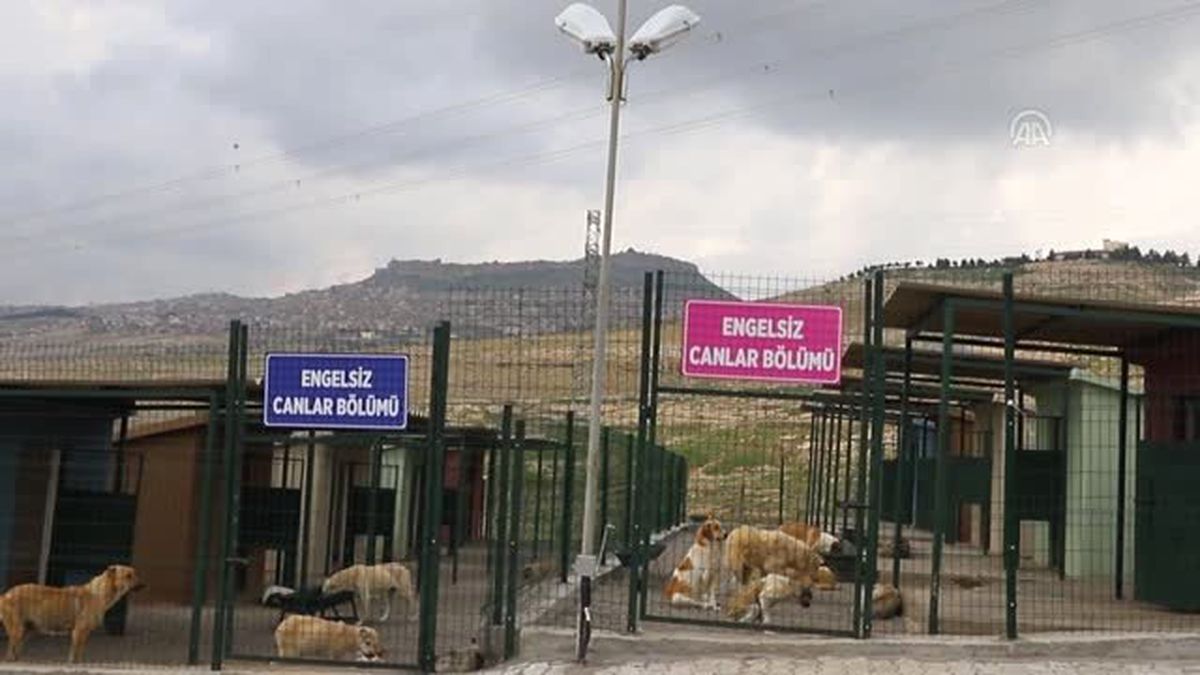 Mardin'de Kurulan Hayvan Hastanesi Açıldı