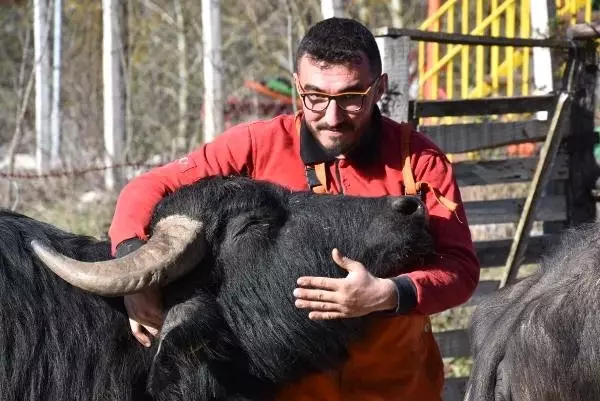 Mandalara Caz Dinletiyor