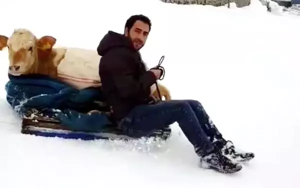 Hasta Buzağıyı Kızakla Taşıdı