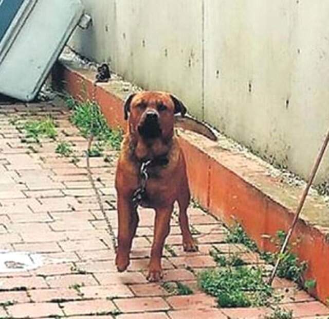 Zincirini Koparan Köpek, İş Görüşmesine Giden Kadına Saldırdı
