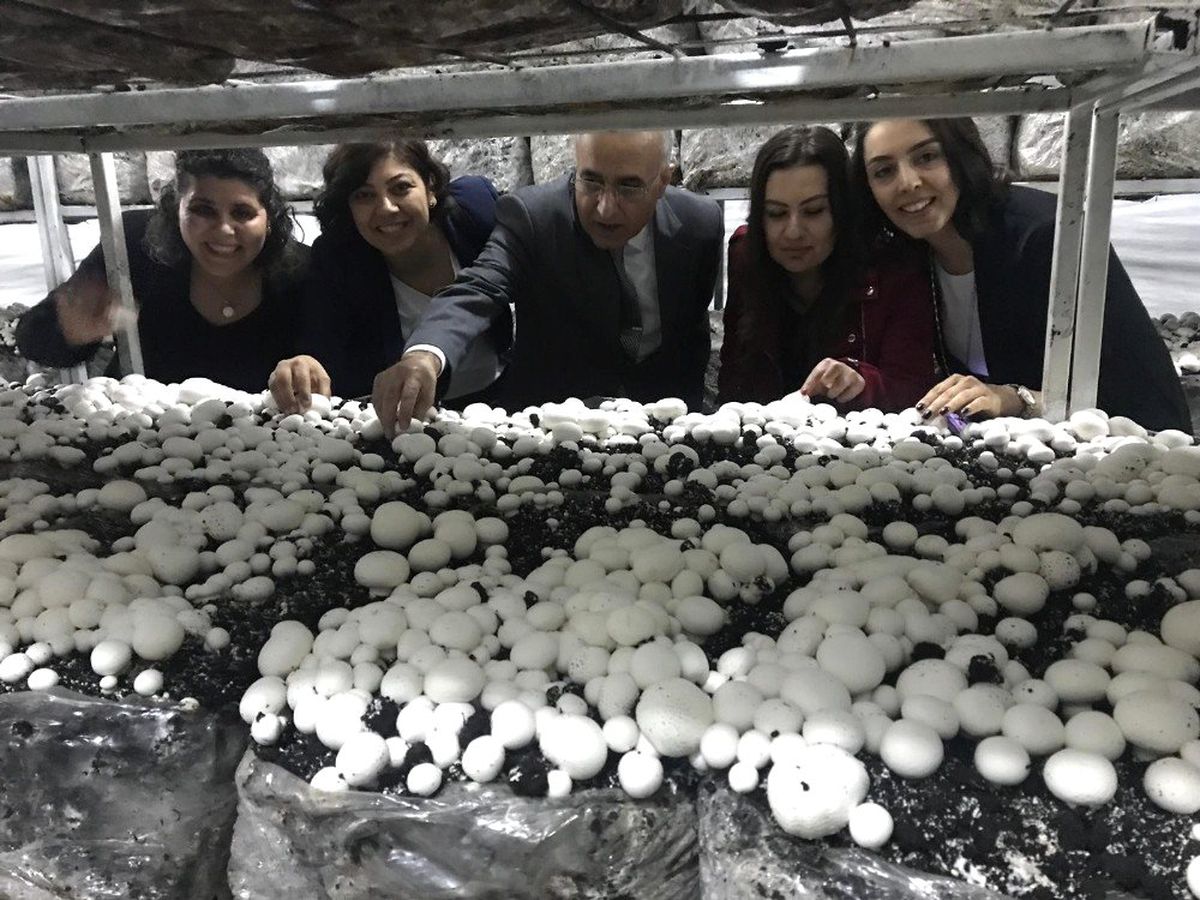 Mantar Üretim Tesisleri'nde İlk Hasat Yapıldı