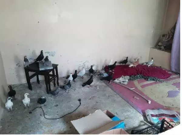 Gaziantep'te Güvercin Hırsızları Tutuklandı Gaziantep'te Güvercin Hırsızları Tutuklandı