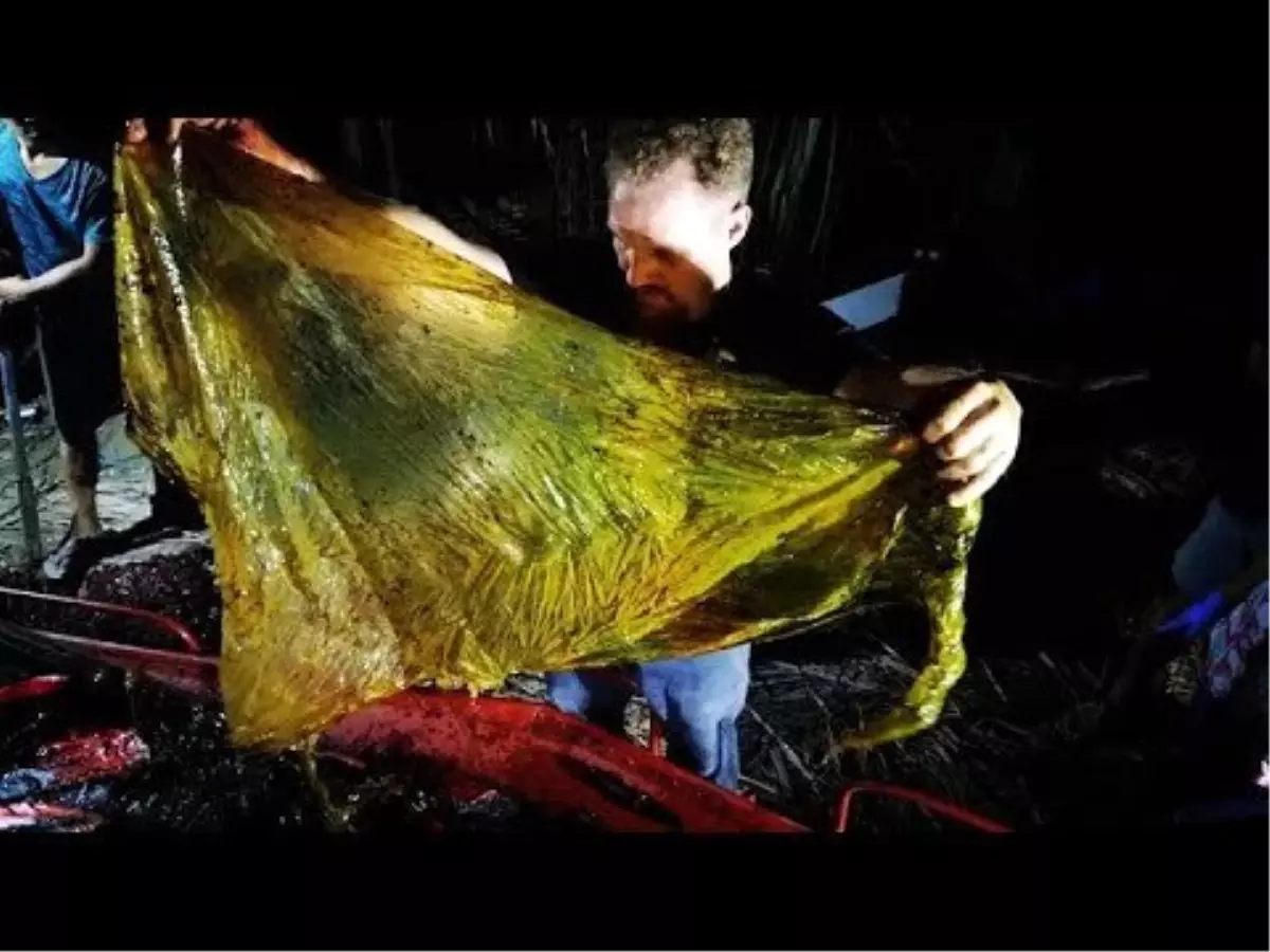 Video: Filipinler'de Karaya Vuran Balinanın Midesinden 40 Kg Plastik Çıktı