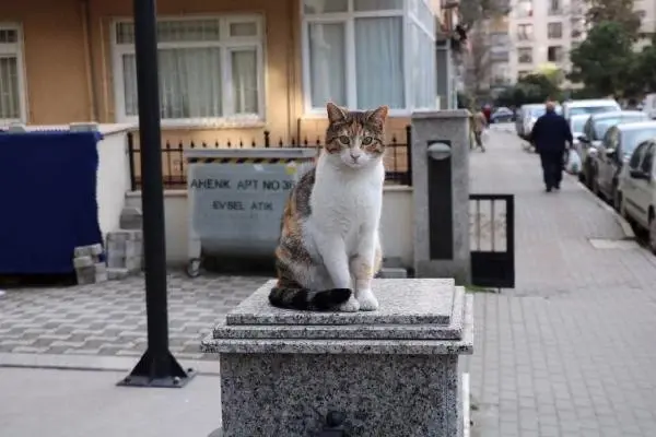 Kadıköy'de Duvar Üzerindeki Kediye Yumruklu Saldırı Kadıköy'de Duvar Üzerindeki Kediye Yumruklu Saldırı