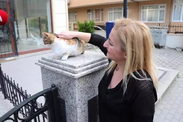 Kadıköy'de Duvar Üzerindeki Kediye Yumruklu Saldırı Kadıköy'de Duvar Üzerindeki Kediye Yumruklu Saldırı