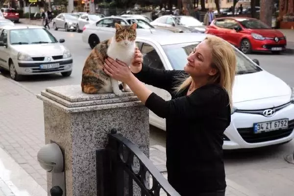 Kadıköy'de Duvar Üzerindeki Kediye Yumruklu Saldırı Kadıköy'de Duvar Üzerindeki Kediye Yumruklu Saldırı