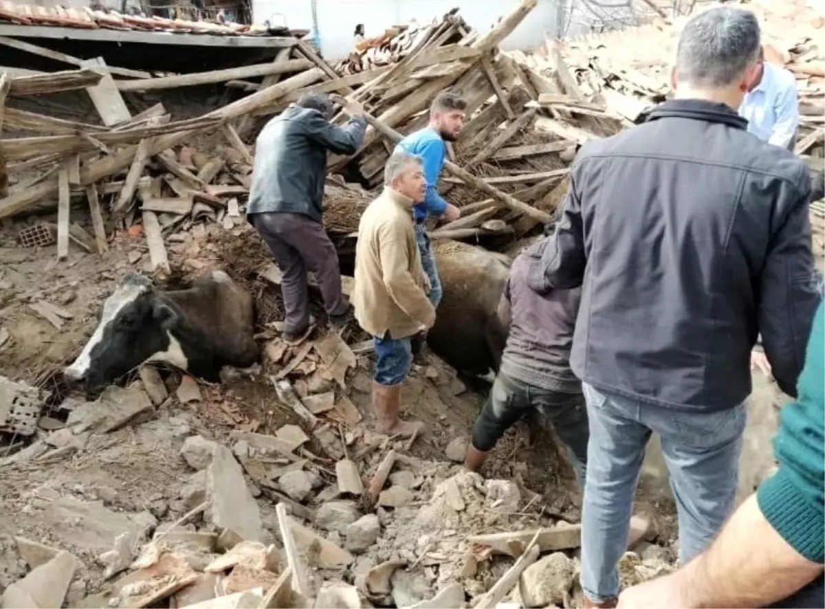 Depremde Ahır Çöktü, İnekler Enkaz Altında Kaldı