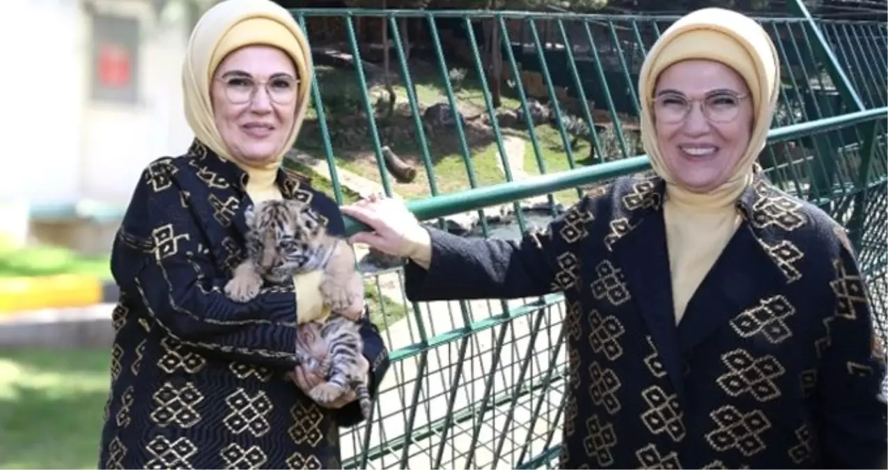 Emine Erdoğan, Cumhurbaşkanı Erdoğan'a Hediye Edilen Aslanları Gördü