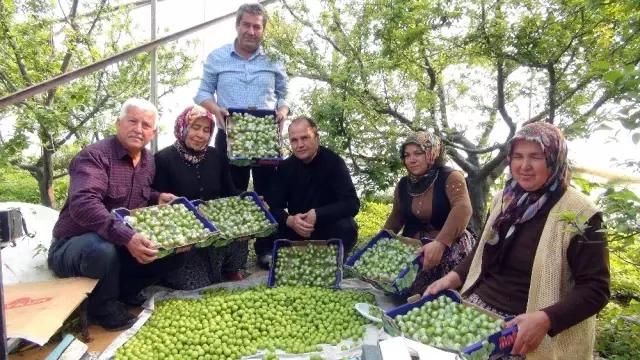 Silifke'de Erik Hasadı Başladı