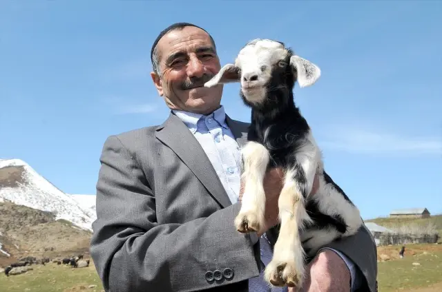 Bingöllü Çobana 'Koyunlarla İmtihanı' Ün Getirdi Bingöllü Çobana 'Koyunlarla İmtihanı' Ün Getirdi