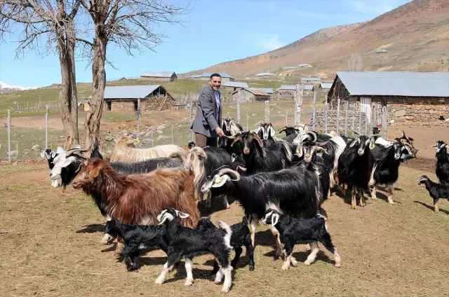 Bingöllü Çobana 'Koyunlarla İmtihanı' Ün Getirdi Bingöllü Çobana 'Koyunlarla İmtihanı' Ün Getirdi