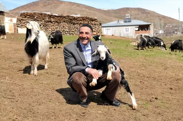 Bingöllü Çobana 'Koyunlarla İmtihanı' Ün Getirdi Bingöllü Çobana 'Koyunlarla İmtihanı' Ün Getirdi