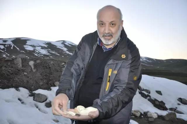 Muş'ta Deniz Canlılarına Ait 11 Milyon Yıllık Fosiller Bulundu Muş'ta Deniz Canlılarına Ait 11 Milyon Yıllık Fosiller Bulundu