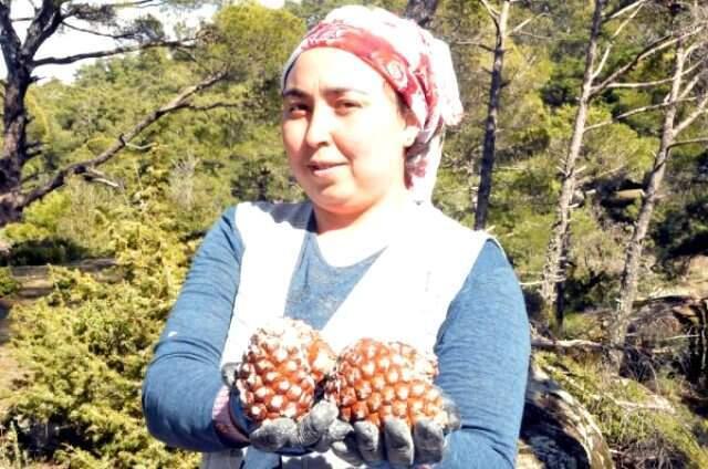Kilosu Altınla Yarışan Ürün İçin 40 Metre Yükseklikte Çalışıyorlar