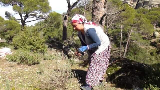 Kilosu Altınla Yarışan Ürün İçin 40 Metre Yükseklikte Çalışıyorlar