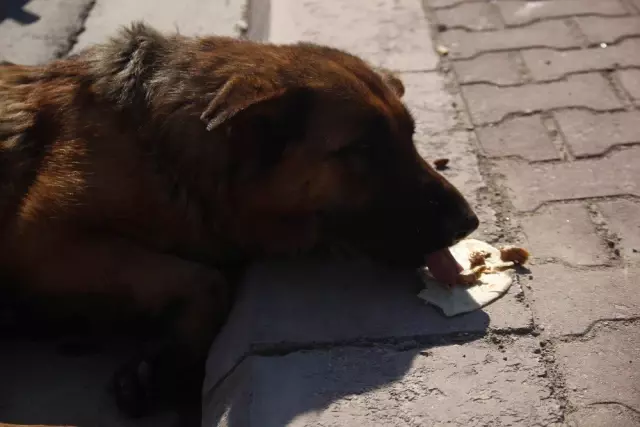 Köpeği Motosiklete Bağlayıp Sürüklediler