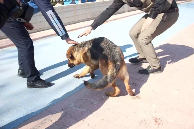 Köpeği Motosiklete Bağlayıp Sürüklediler
