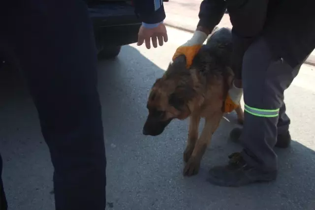 Köpeği Motosiklete Bağlayıp Sürüklediler