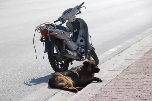 Köpeği Motosiklete Bağlayıp Sürüklediler