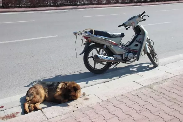 Köpeği Motosiklete Bağlayıp Sürüklediler