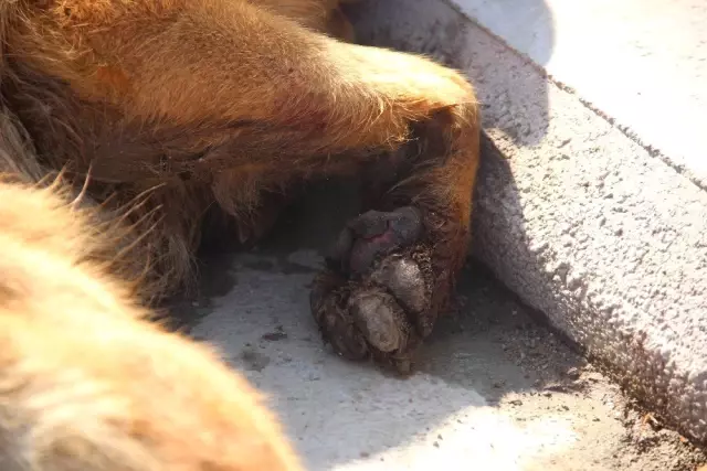 Köpeği Motosiklete Bağlayıp Sürüklediler