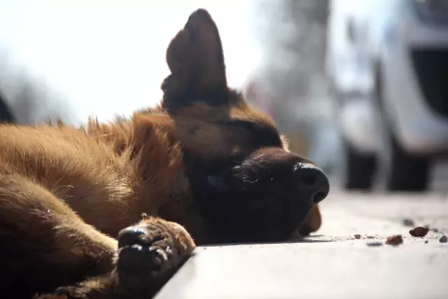 Köpeği Motosiklete Bağlayıp Sürüklediler