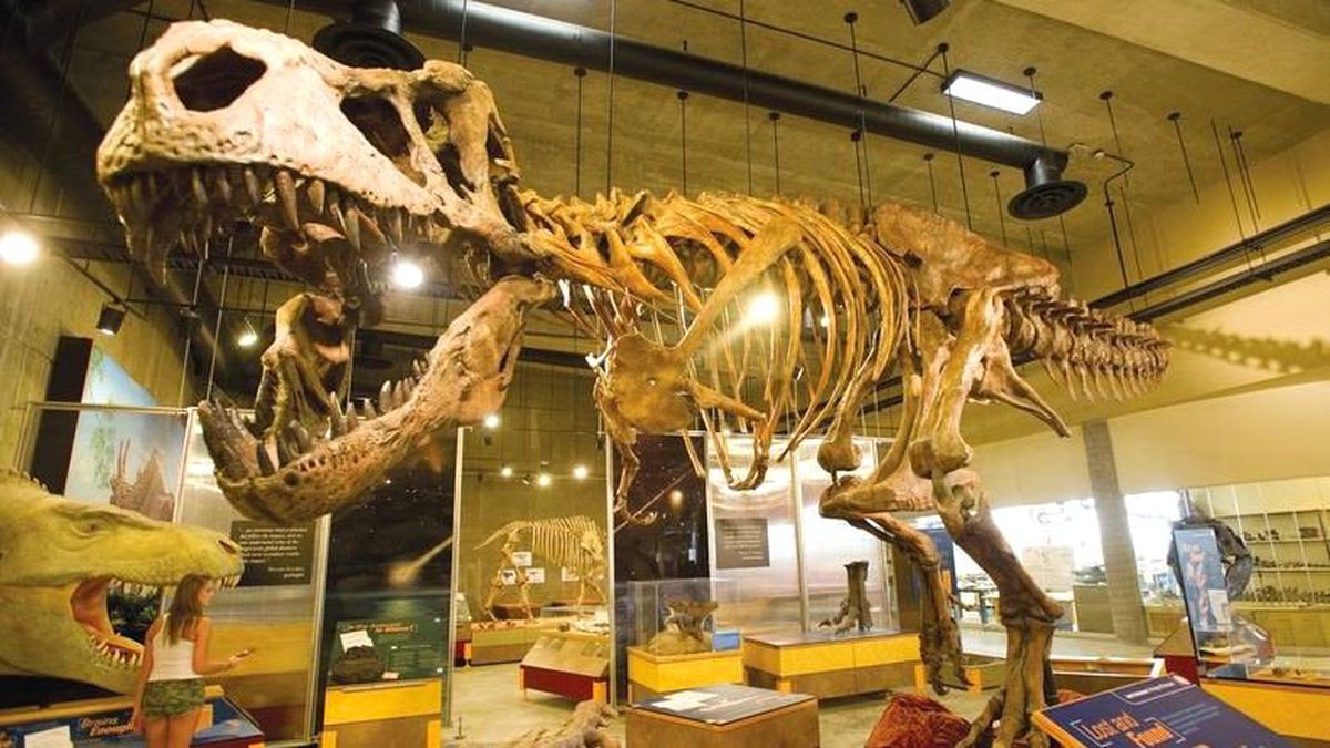 28 Yıl Önce Kanada'da Bulunan T-Rex İskeleti, En Büyük İskelet İlan Edildi